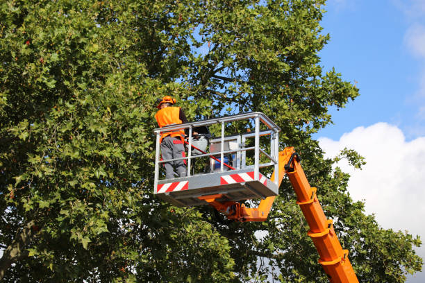 Professional Tree Removal in Wailua, HI