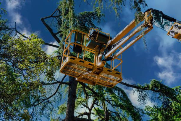 Best Storm Damage Tree Cleanup  in Wailua, HI