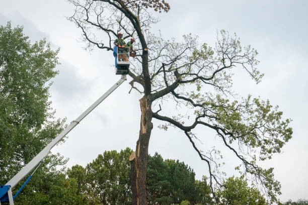 Best Tree Preservation Services  in Wailua, HI