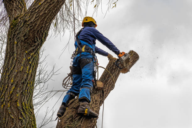 Best Hazardous Tree Removal  in Wailua, HI