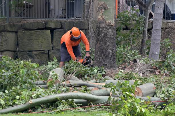 Best Leaf Removal  in Wailua, HI